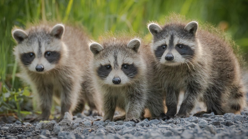 Baby Raccoons (Procyon lotor) Paul Jones